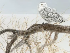 Cobble Hill - Legpuzzel - Fallen Willow Snowy Owl - 500 XL stukjes