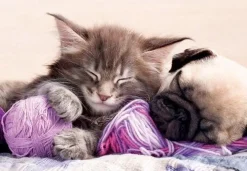 Educa - Legpuzzel - Droomgenoten - 500 stukjes