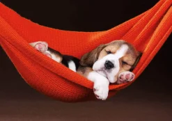 Educa - Legpuzzel - Dutje in een Rode Hangmat - 500 stukjes