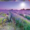 Educa - Legpuzzel - Fiets in Lavendelveld - 1000 stukjes