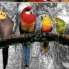 Educa - Legpuzzel - Gekleurde Vogels in de Jungle - 500 stukjes