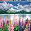 Educa - Legpuzzel - Lupines - 1500 stukjes