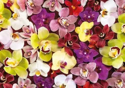 Educa - Legpuzzel - Orchideeën Collage - 1000 stukjes