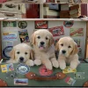 Educa - Legpuzzel - Puppies in de Bagage - 500 stukjes
