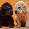 Educa - Legpuzzel - Puppies met Plooien - 500 stukjes