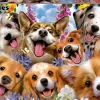 Educa - Legpuzzel - Puppies Selfie - 1000 stukjes