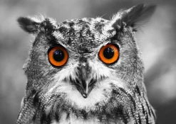 Enjoy - Legpuzzel - Nieuwsgierige Uil - 1000 stukjes