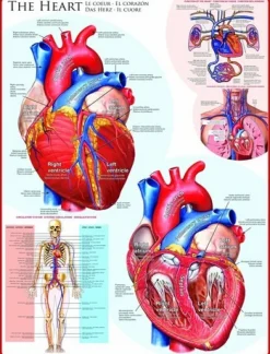 Eurographics - Legpuzzel - Het Hart - 1000 stukjes