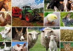 Grafika - Legpuzzel - Collage Boerderijdieren - 1500 stukjes