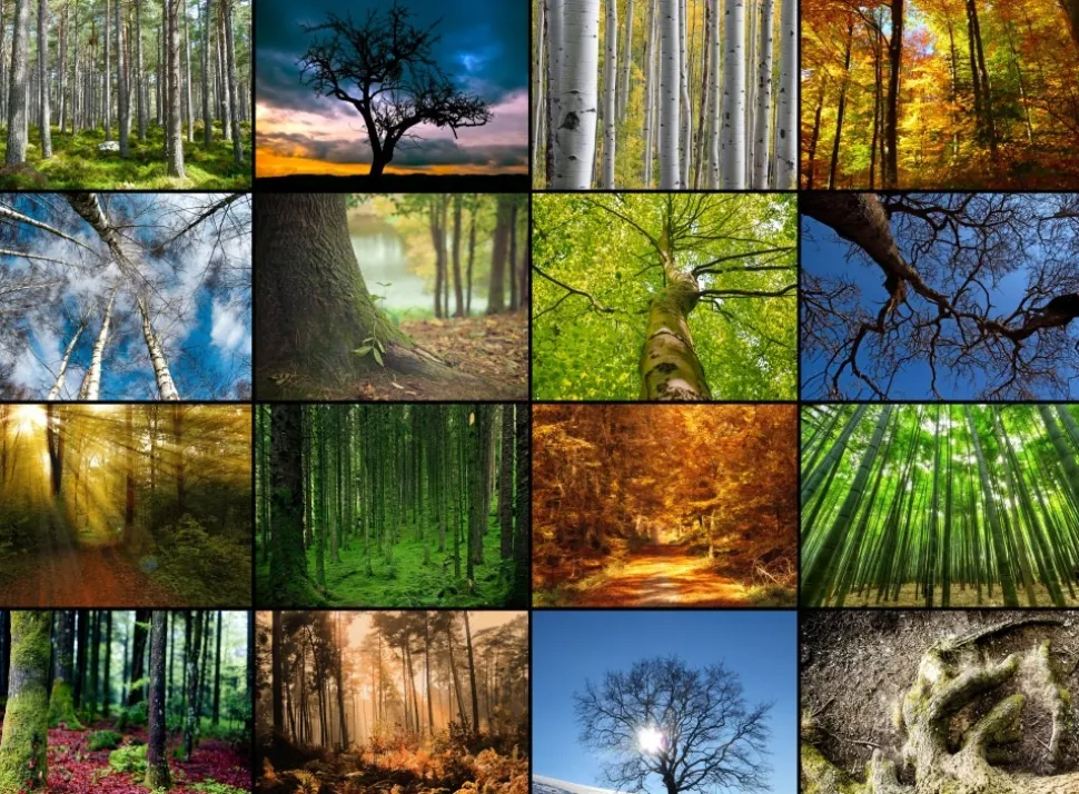 Grafika - Legpuzzel - Collage - Bomen - 2000 stukjes