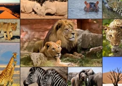 Grafika - Legpuzzel - Collage - Wildlife - 1500 stukjes