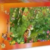 Grafika - Legpuzzel - Jungle Tijger - 500 stukjes