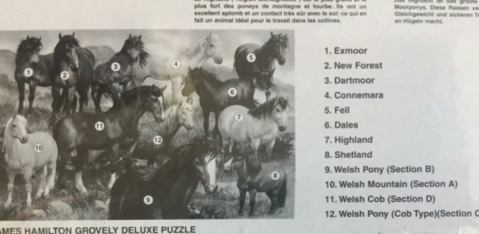 James Hamilton - Legpuzzel - British Native Ponies - 1000 stukjes