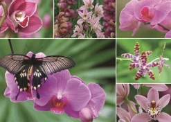 Jumbo - Legpuzzel - Hollandse Orchideeen - 1000 stukjes