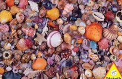 Piatnik - Legpuzzel - Zeeschelpen - 1000 stukjes