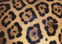 Ravensburger - Legpuzzel - Animal Print - 1000 stukjes