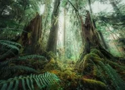 Ravensburger - Legpuzzel - In Het Bos - 1000 stukjes