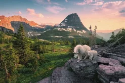 Ravensburger - Legpuzzel - Alpine Geit Met Jong - 3000 stukjes