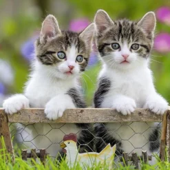 Ravensburger - Legpuzzel - Jonge Katjes - 3x49 stukjes