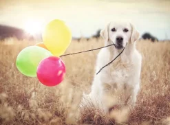 Ravensburger - Legpuzzel - Ballonnenparty - 500 stukjes