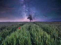 Ravensburger - Legpuzzel - Nachthemel Boven Het Korenveld - 1500 stukjes