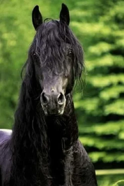 Schmidt - Legpuzzel - Hengst - 500 stukjes