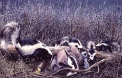 SunsOut - Legpuzzel - Moonlight and Roses - 1000 stukjes