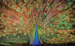 SunsOut - Legpuzzel - The Big Boy - 1000 stukjes