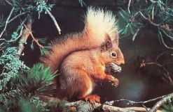 The House of Puzzles - Legpuzzel - Red Alert - 1000 stukjes