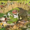 The House of Puzzles - Legpuzzel - Duck, Duck, Goose - 250XL stukjes